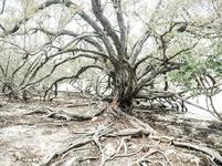 Visit Indian Key Historic State Park 🏝