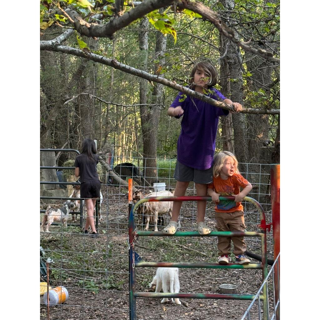 puppies, goats, chickens, and pigs, oh my!