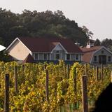 Sannino Vineyard