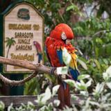 Sarasota Jungle Gardens