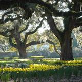 Brookgreen Gardens