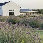 Creek House Honey Farm
