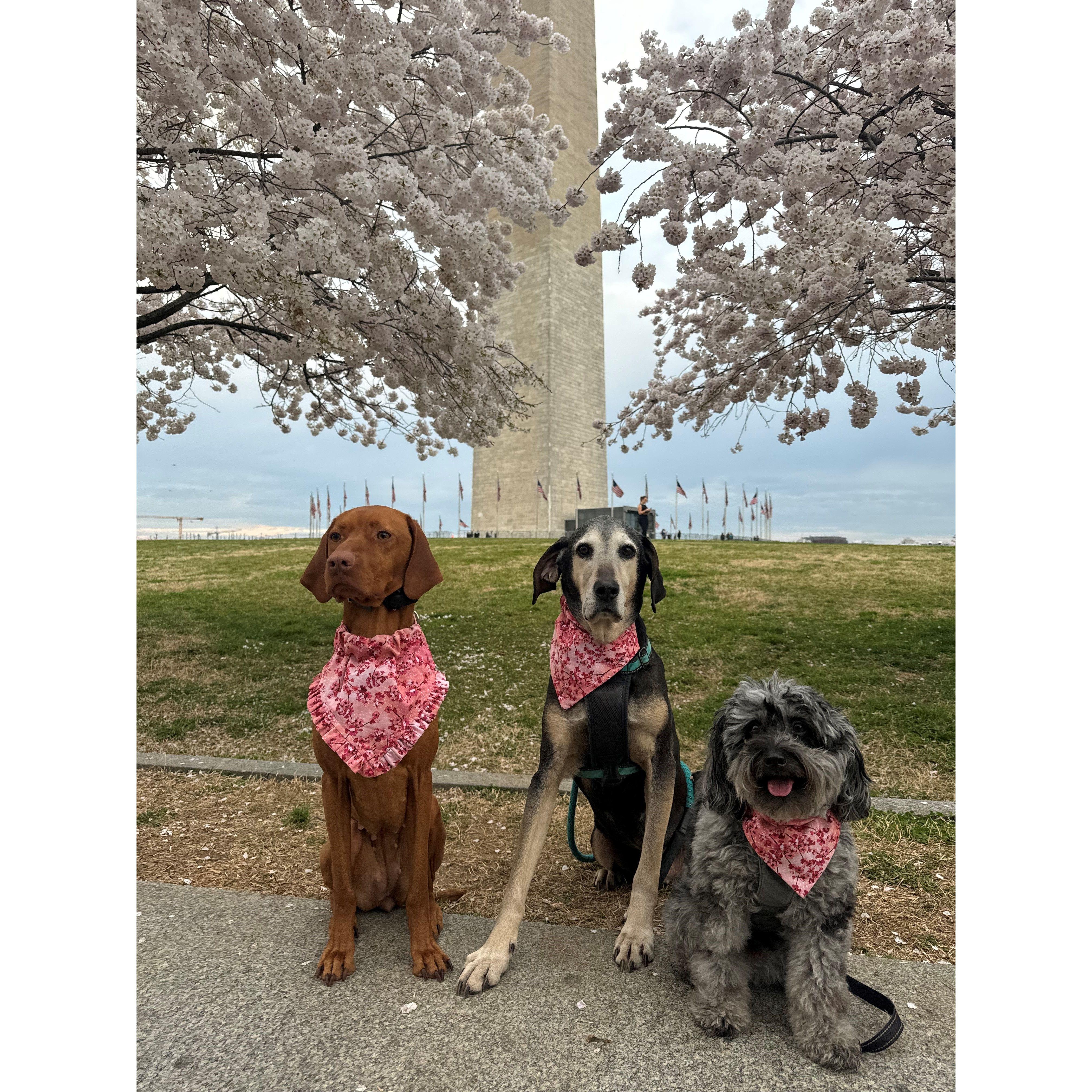 Our little family: Harley, Copper, & Neville