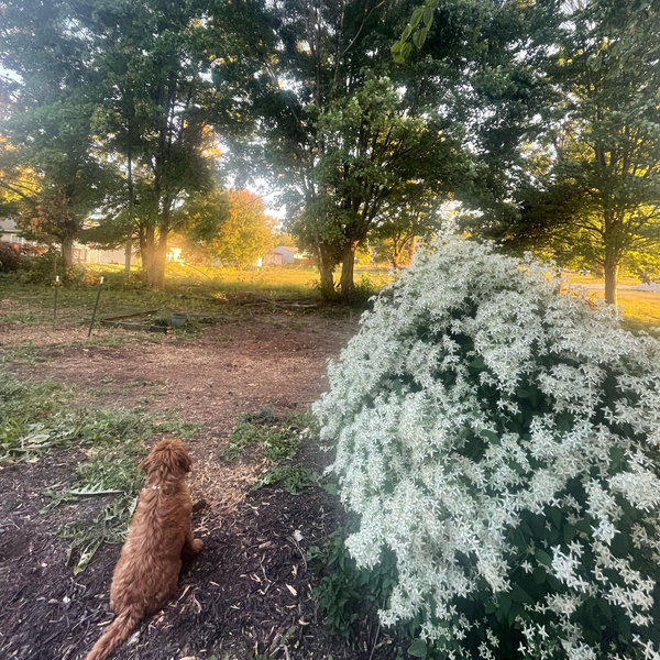 Landscaping