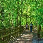 Reed Bingham State Park