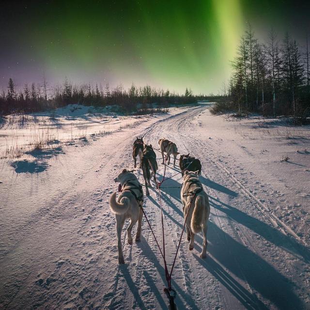 1.5 hours of dog sledding under the Northern Lights