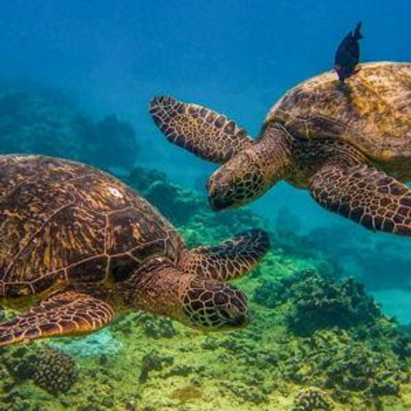 Turtle Canyon Snorkeling