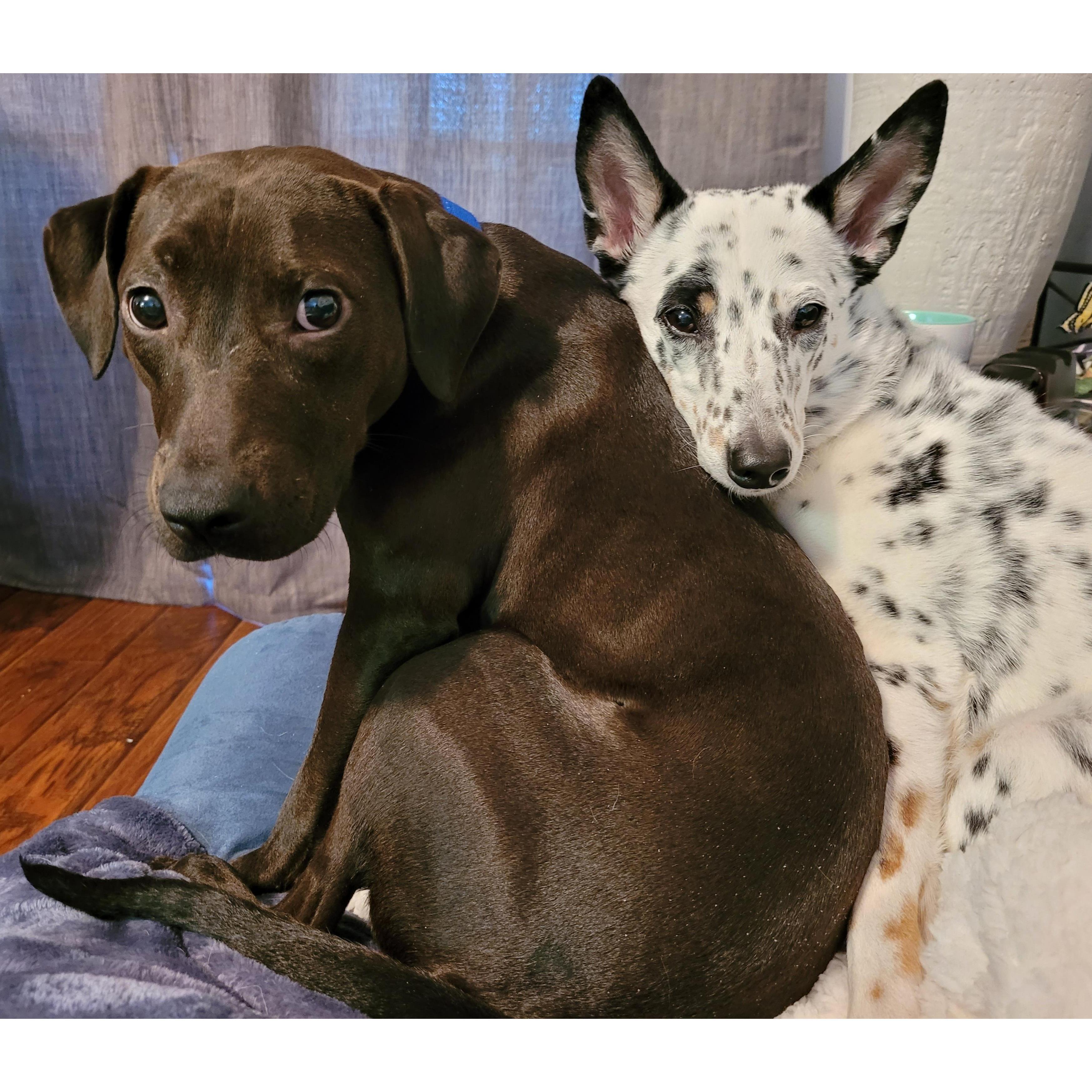 Daisy is on the left. Jasmine on the right.