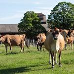 Billings Farm & Museum