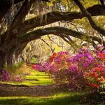 Magnolia Plantation and Gardens