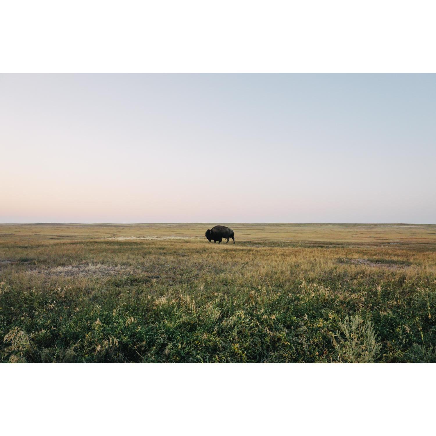 Bison spotting. The first of many.