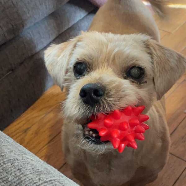 Year Supply Of Pet Treats & Toys