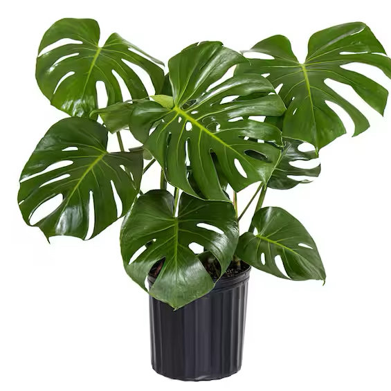 Monstera Deliciosa Live Plant 9.25