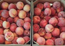 Bergman Orchards