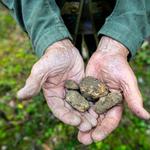 Truffle Hunting