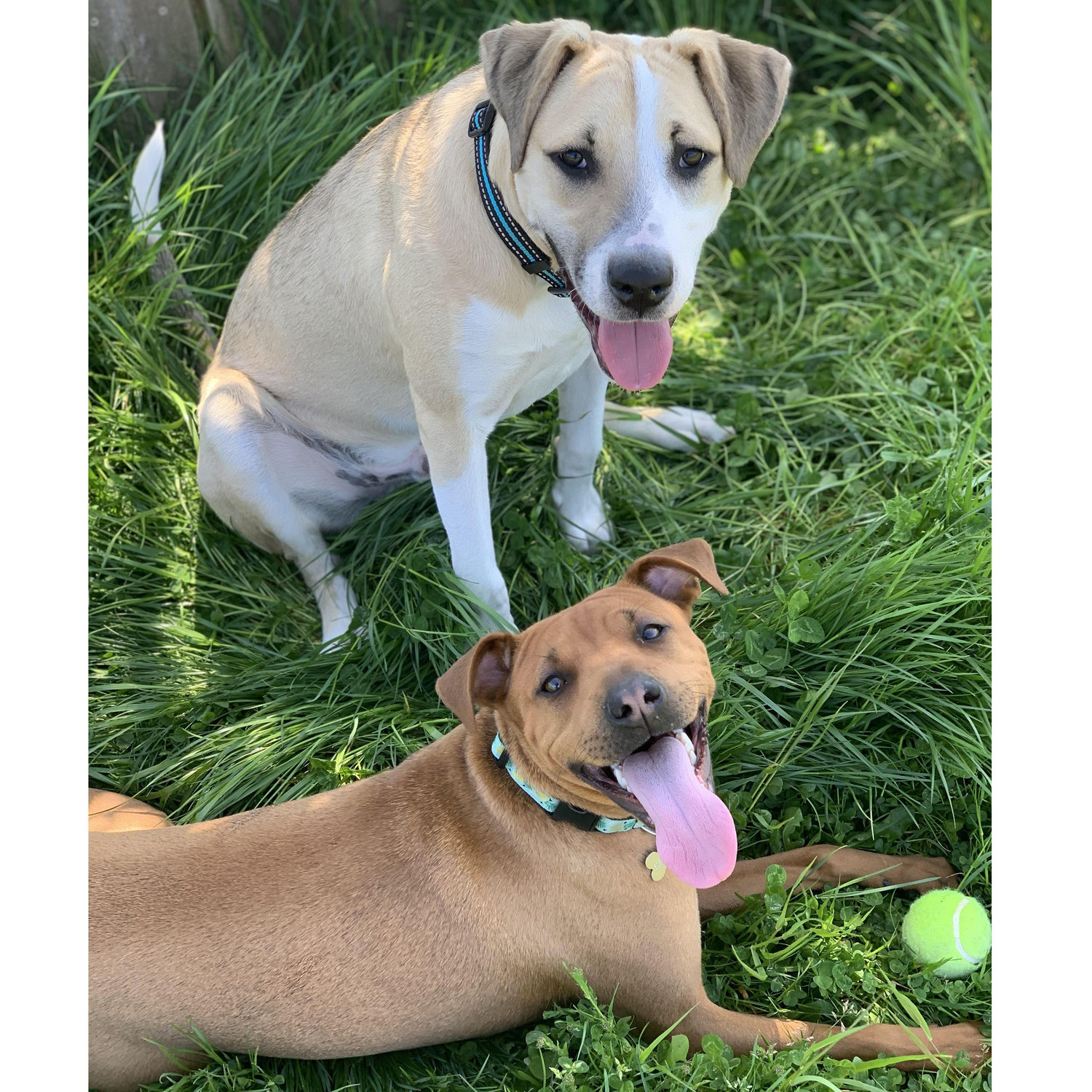 How it started...with Kona and Ca$h.