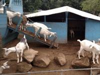 Sample Award Winning Goat Cheese at Catapano Dairy Farm