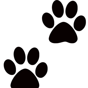 Cat Fund