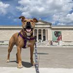 The Cleveland Museum of Art