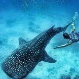 Whale Shark Encounter