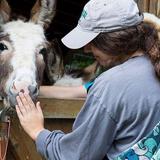 Apple Hill Farm