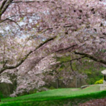 Arboretum & Botanical Gardens