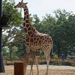 Como Park Zoo & Conservatory