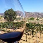 Baily Vineyard