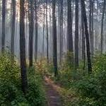 Sam Houston National Forest