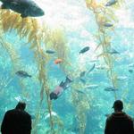 Birch Aquarium at Scripps Institution of Oceanography