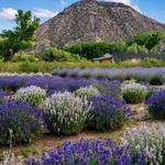 Purple Adobe Lavender Farm