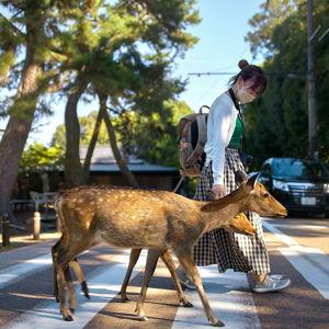 Visit to Nara Park & Feed the Sacred Deer