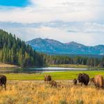 Yellowstone National Park
