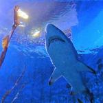 The Maritime Aquarium at Norwalk