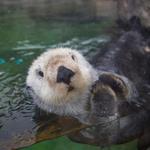 Oregon Coast Aquarium