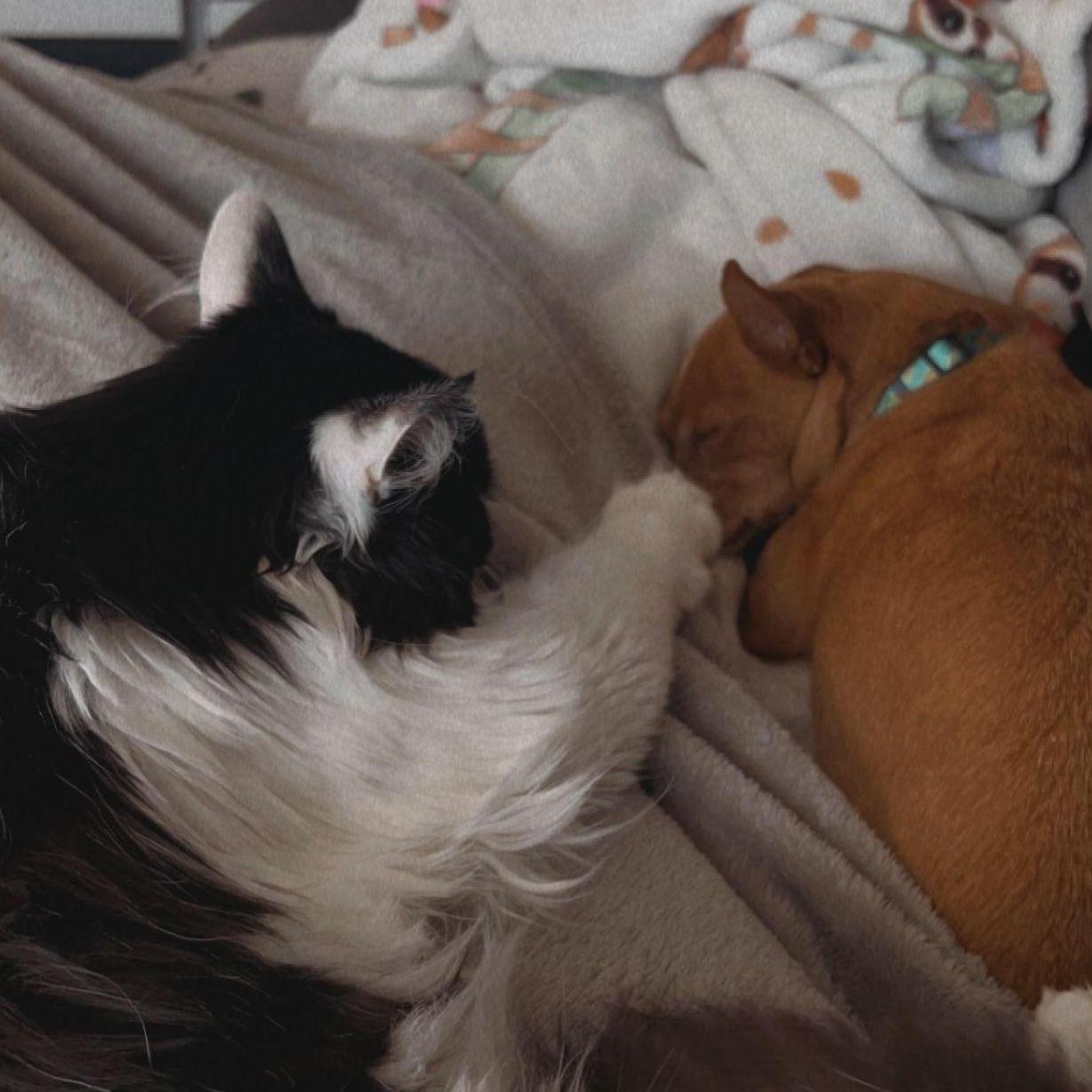 Our fur babies, Figaro and Zoey