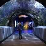 Newport Aquarium