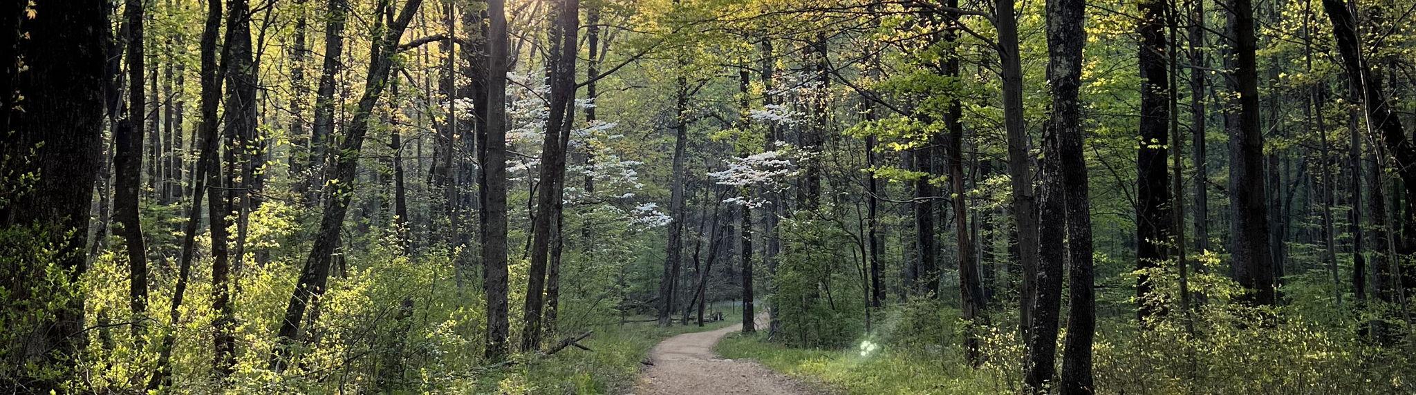 The Wedding Website of Priya Roy and Mathew Swisher