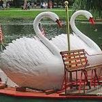 Swan Boats