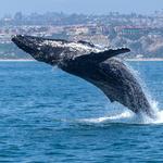 Dana Point Harbor