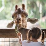 Jacksonville Zoo and Gardens