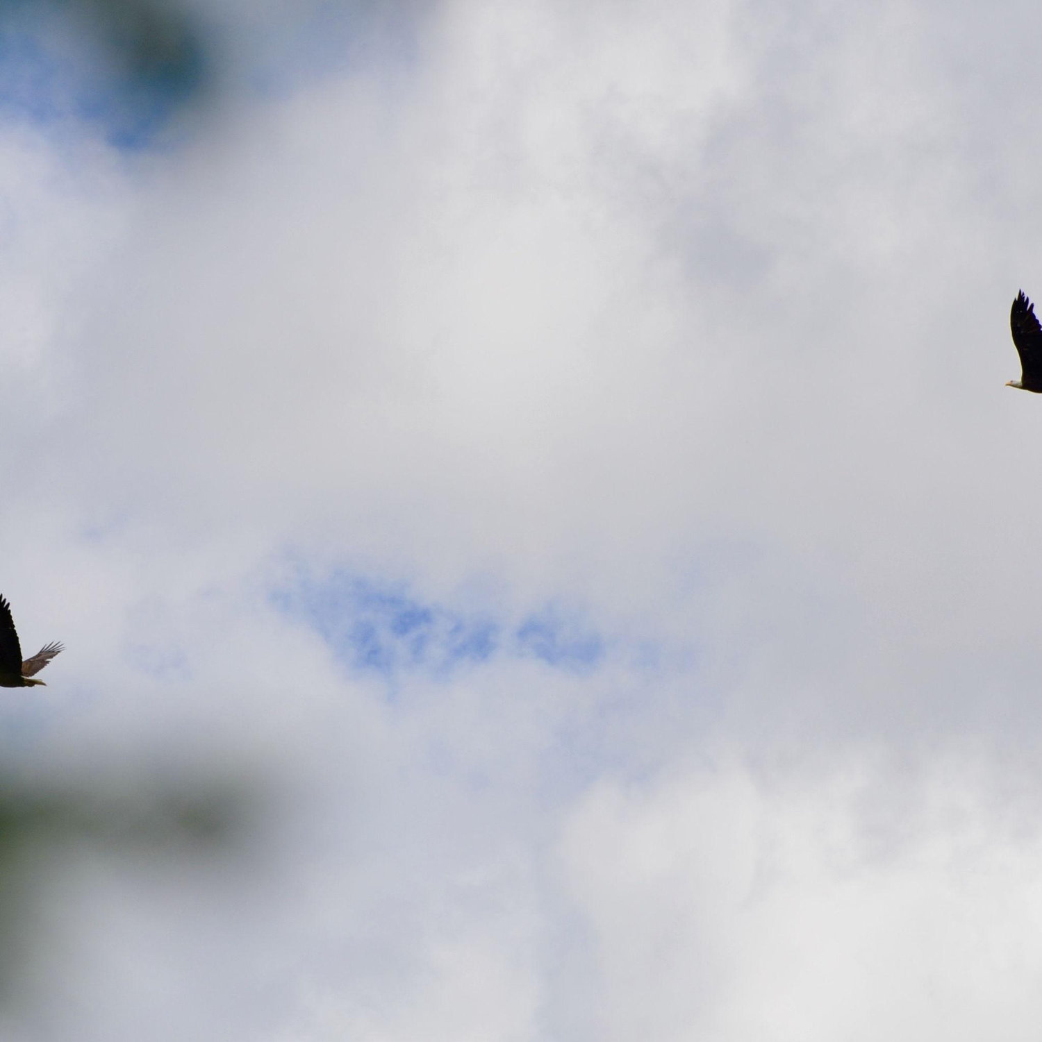 Soon after we got engaged, two bald eagles started circling over Williams Lake right above us.