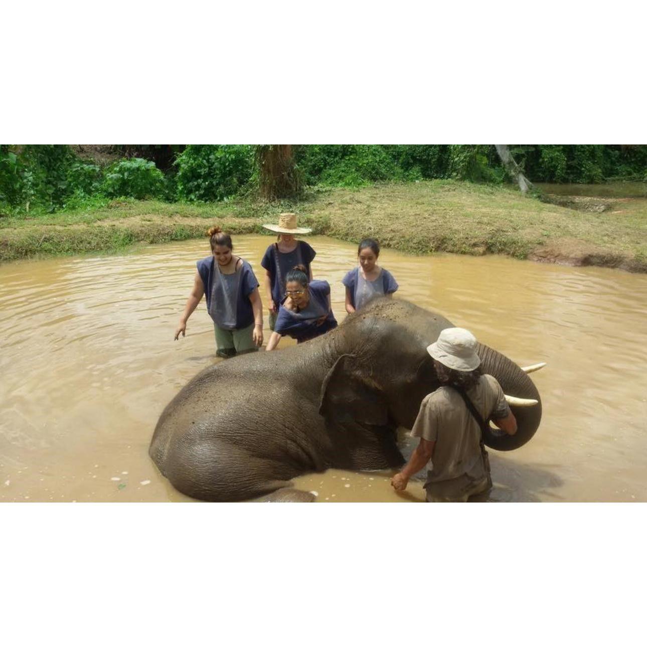 2017 - Washing Elephants in Thailand