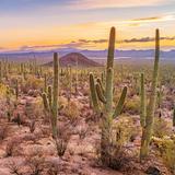 Saguaro National Park West
