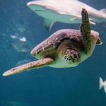 North Carolina Aquarium at Pine Knoll Shores