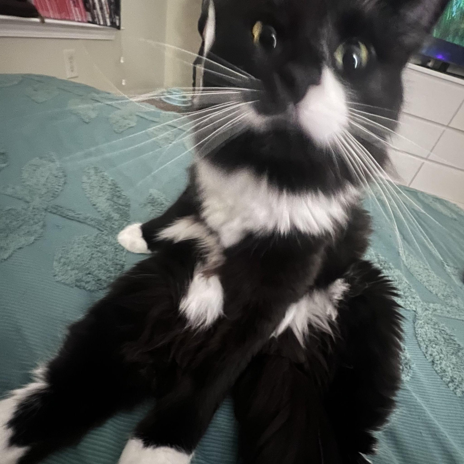 This is the first cat we adopted together; his name is Shadow.