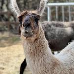 The Shady Llama