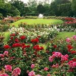 Columbus Park of Roses