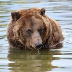 Grizzly & Wolf Discovery Center