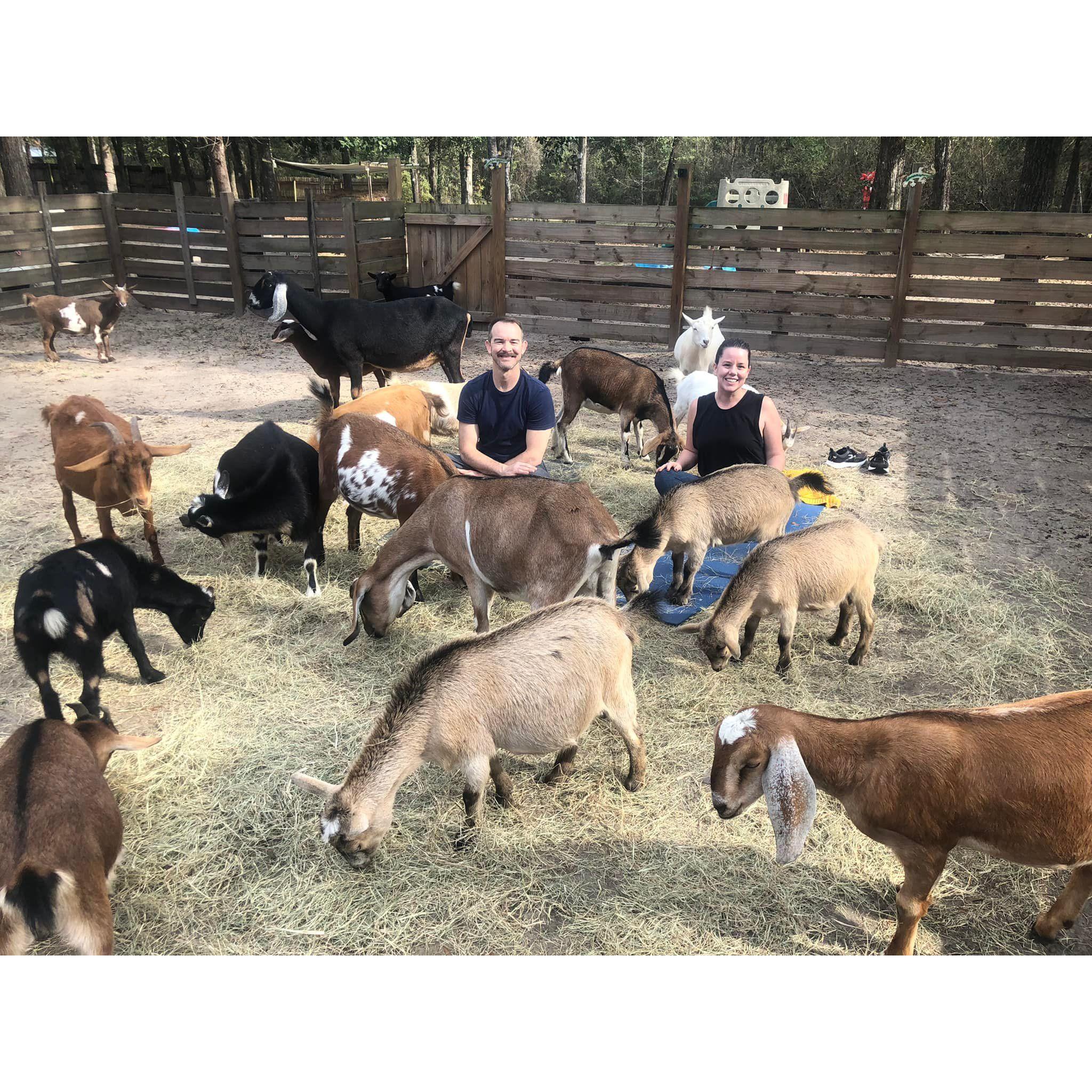 Tina's gift: Goat yoga 